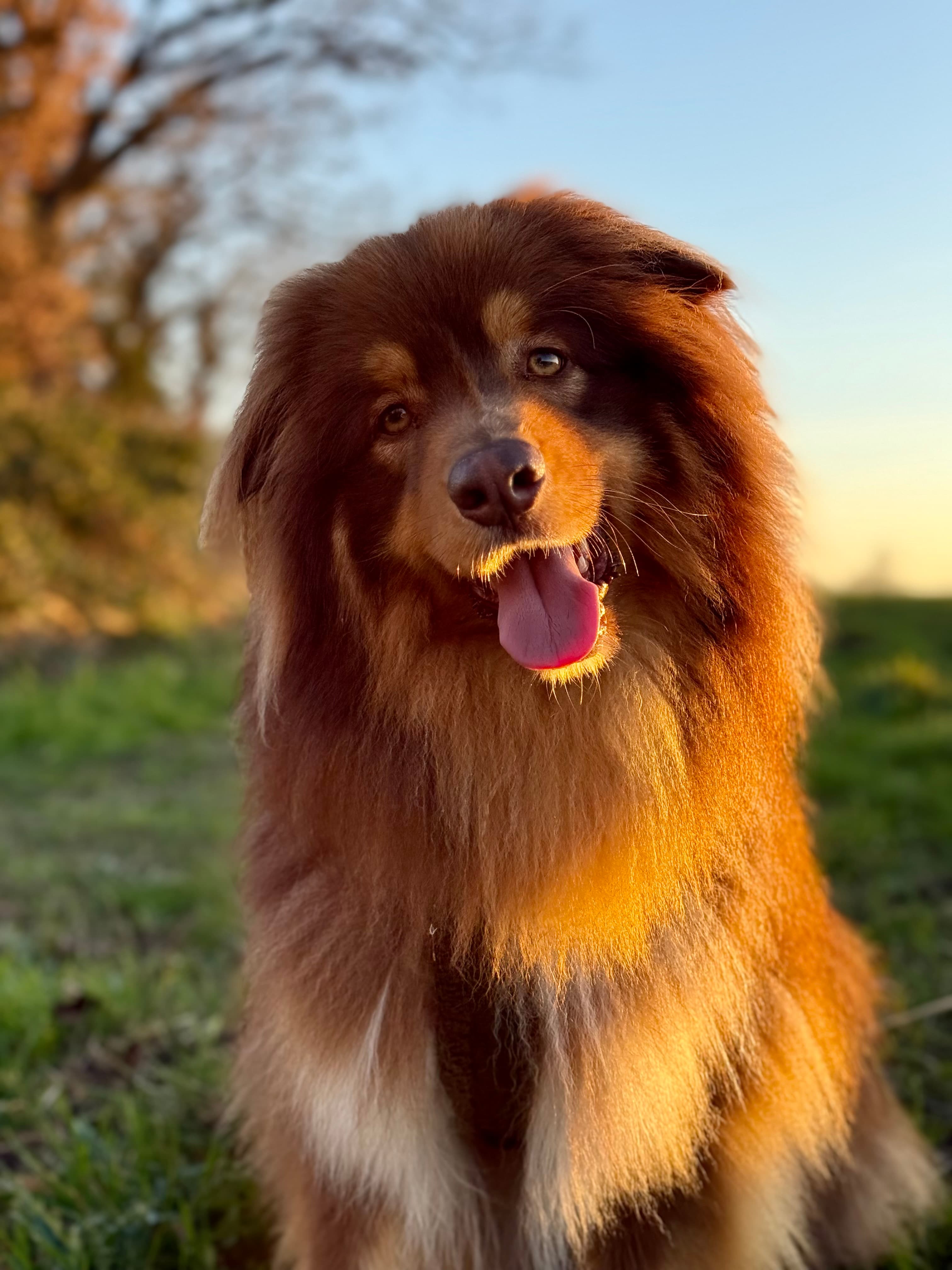 Chloeducanin canin — photo